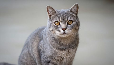 Grey tabby cat sitting, looking at the camera