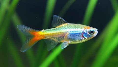 Cá neon bơi trong bể thuỷ sinh