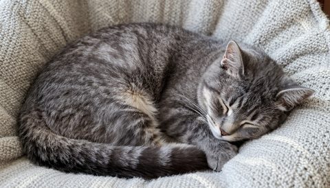 Grey tabby cat curled up asleep