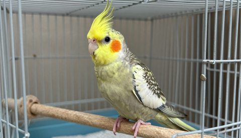 Cockatiel in a large cage