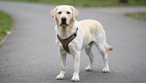 Labrador retriever out for a walk in a harness