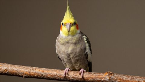 Cockatiel perched on a branch, dark background
