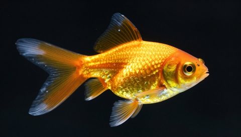 Cá vàng cận cảnh