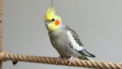 Cockatiel playing on a rope perch