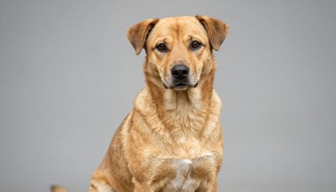 Mixed-breed dog sitting, looking at the camera