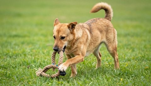 Mixed-breed dog playing with a rope toy