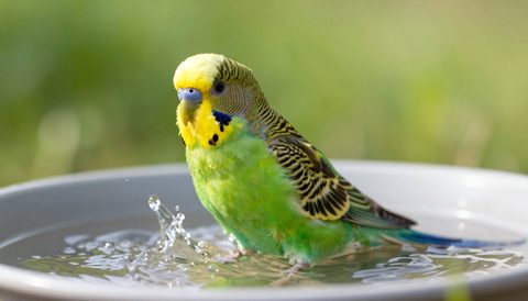 Budgerigar bathing, morning light