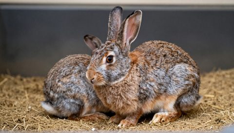 Rabbit in a spacious enclosure