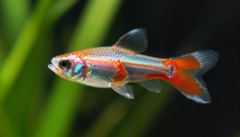 Guppy close-up, morning light