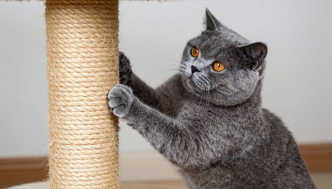 British shorthair using a scratching post