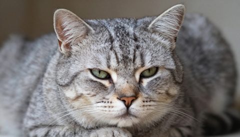 Mèo mướp xám lúc về già