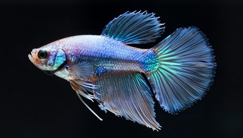 Cá betta cận cảnh