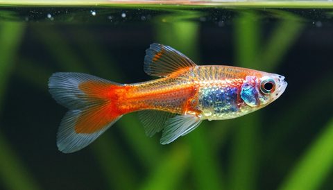 Guppy in a planted aquarium