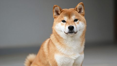 Chó shiba inu ngồi nhìn thẳng