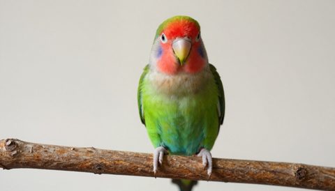 Lovebird perched on a branch