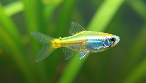Cá neon bơi trong bể thuỷ sinh, nắng sớm