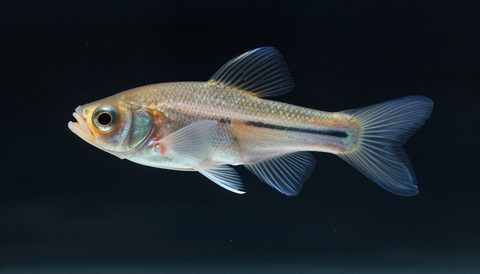 Angelfish in a planted aquarium, dark background