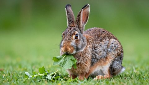 Rabbit eating fresh greens