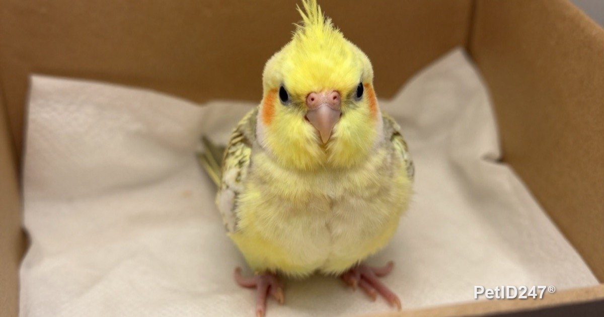 Fluffy cockatiel chick in a paper-lined box