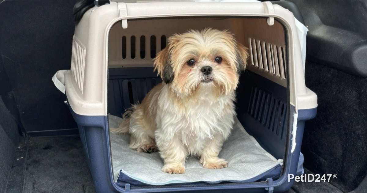 Small dog sitting in a carrier on a car seat