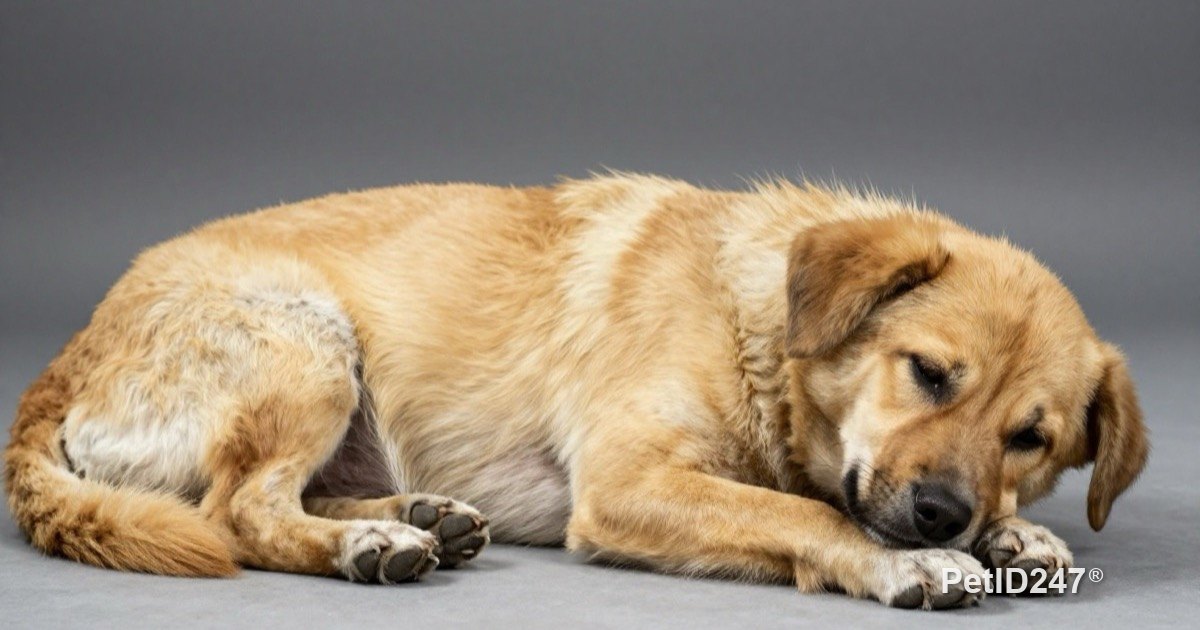 Tired dog lying down to rest