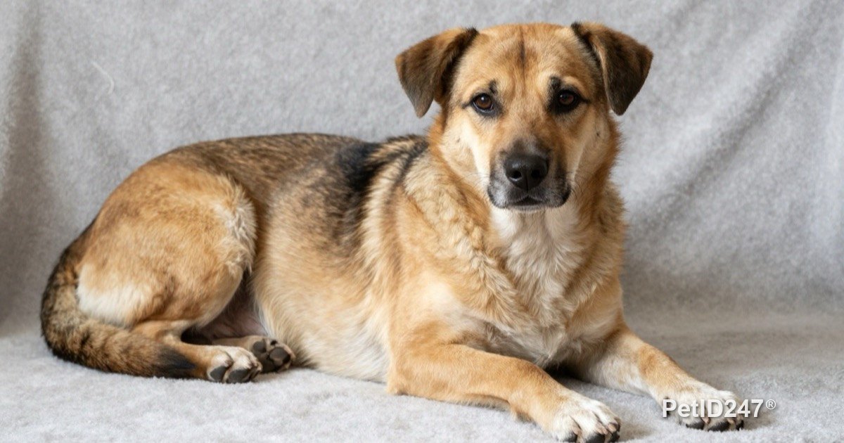 Female dog resting on a soft blanket