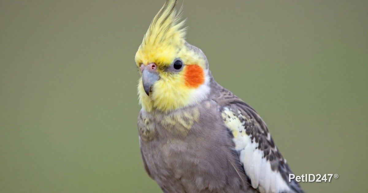 Cockatiel perched and looking straight ahead