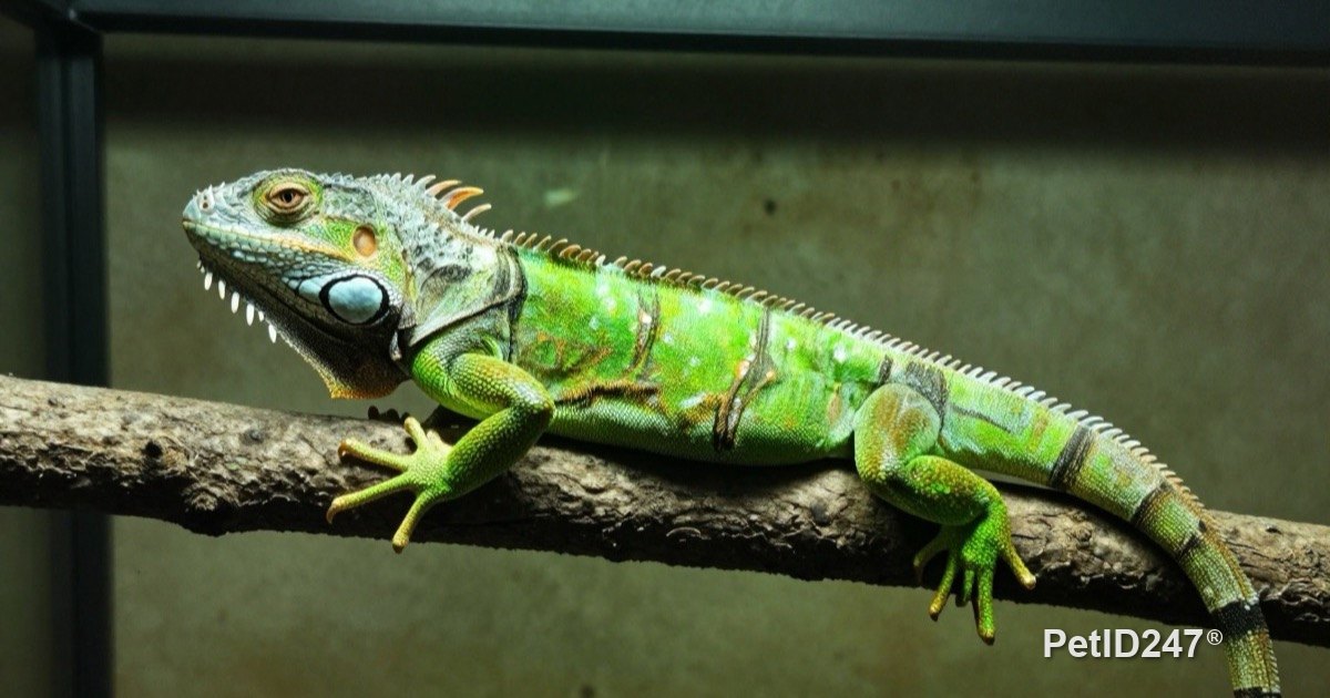Green iguana resting on a branch under a lamp