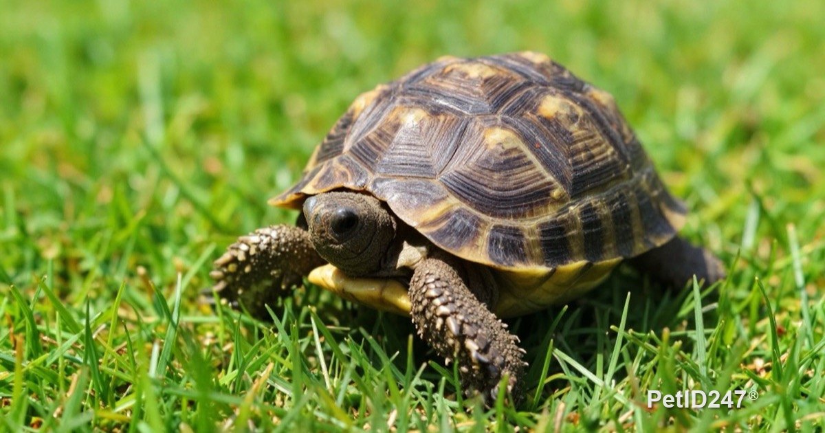 Tortoise walking on grass in the sunshine