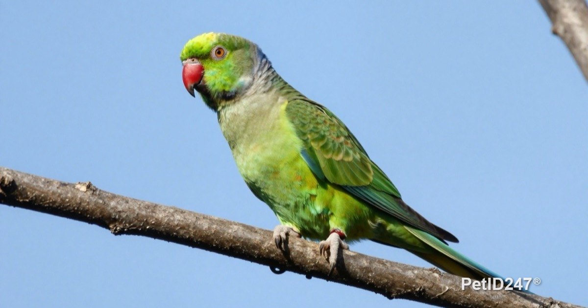 Green parrot perched on a tree branch outdoors