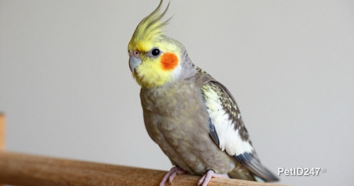 Cockatiel with new pin feathers on its head