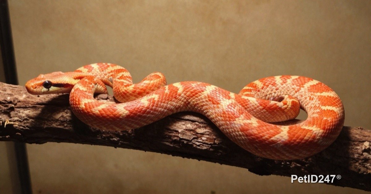 Orange and red corn snake coiled on a branch
