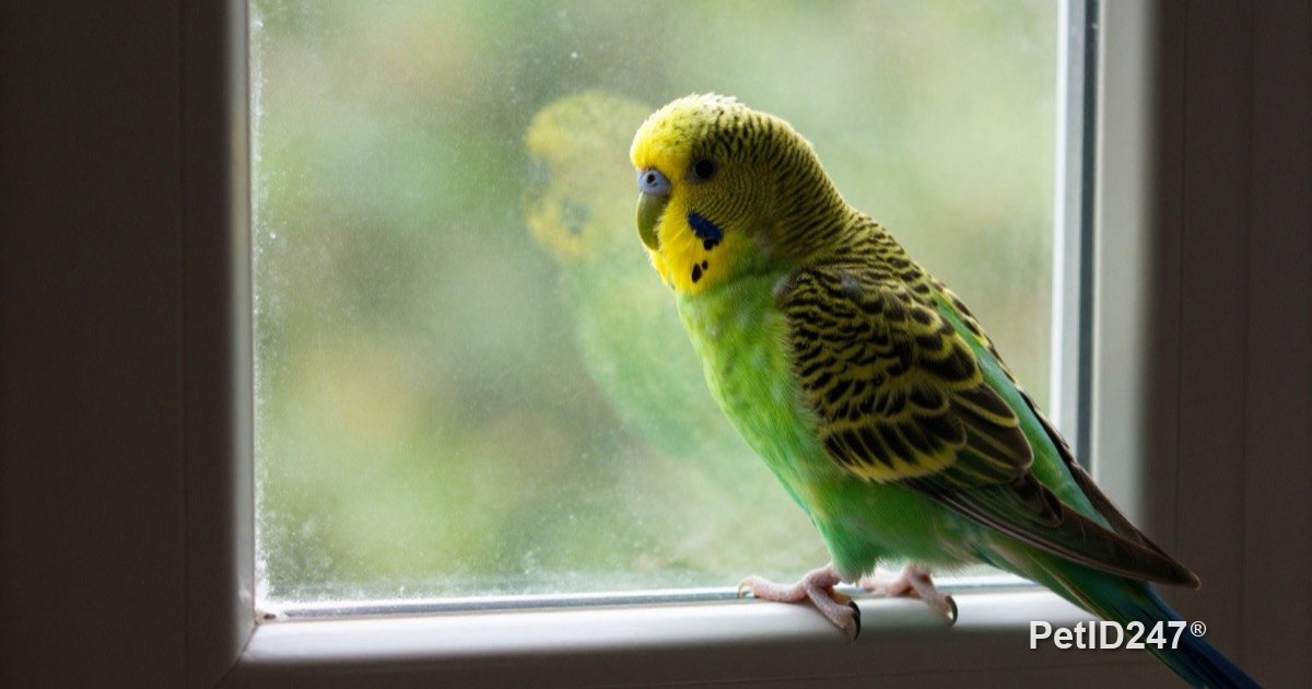 Budgerigar perched by a window