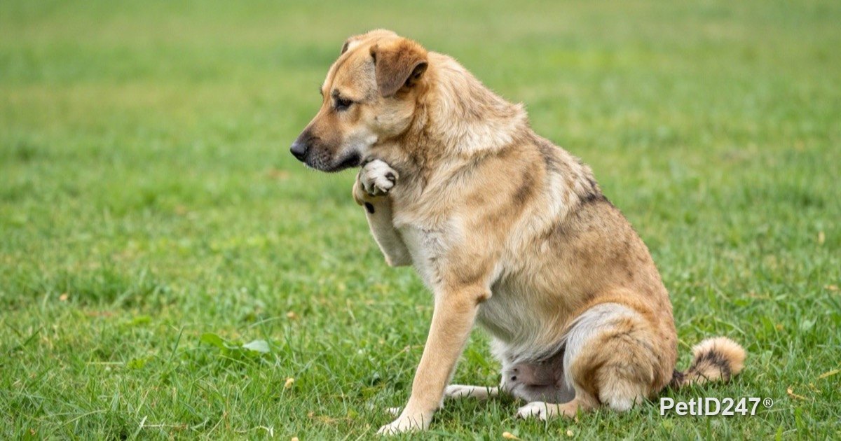 Dog sitting on grass scratching its ear