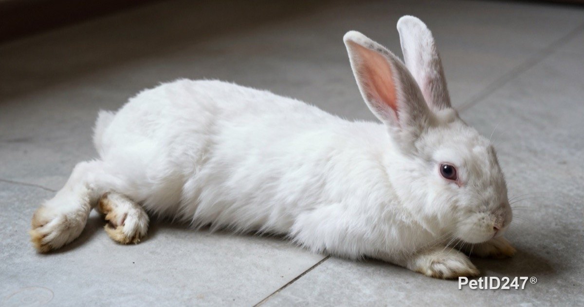 White rabbit stretched out on a cool tile