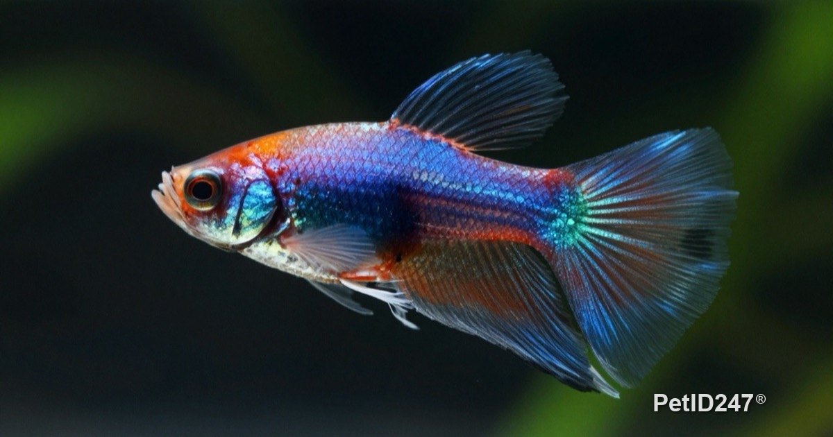 Betta fish flaring its colorful fins