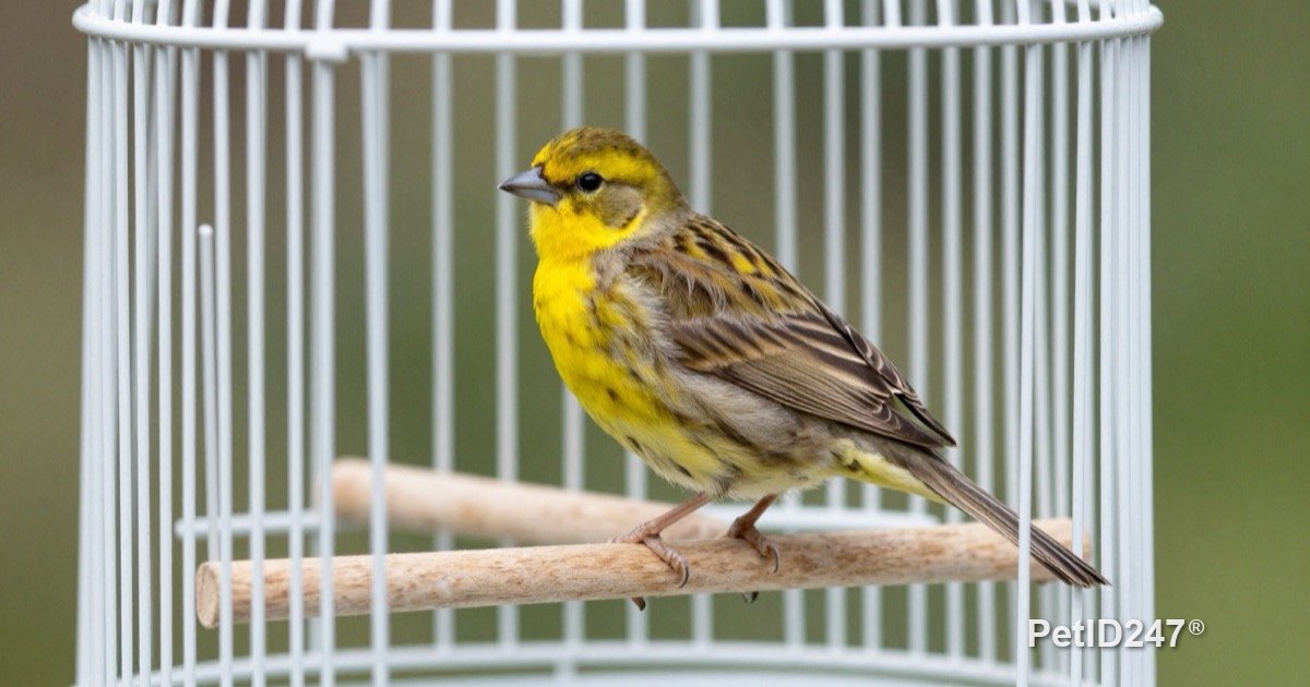 Canary in a clean bird cage